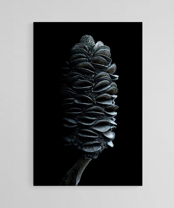 Coast Banksia Seed Pod