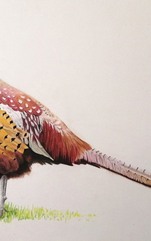 Pheasant profile by Joanne  Hill