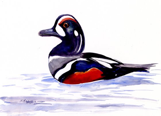 Harlequin Duck