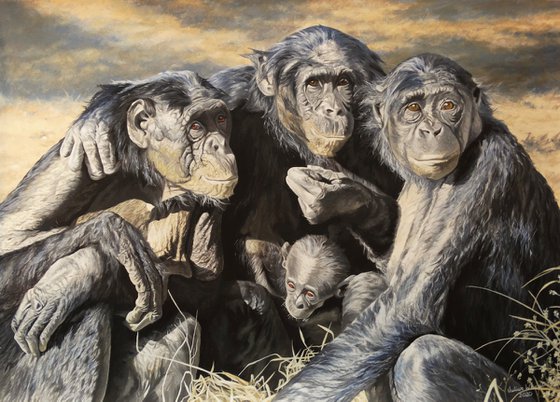 Four generations,Chimpanzees