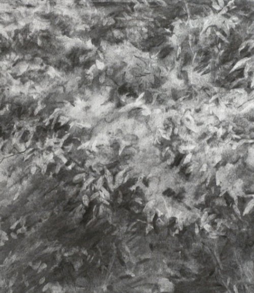 Foliage Study – charcoal drawing by John Fleck