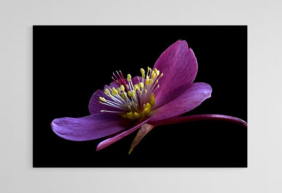 Hellebore Early Red