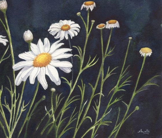 Chamomile Flowers