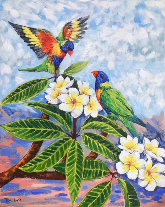 Rainbow lorikeets and Frangipani flowers