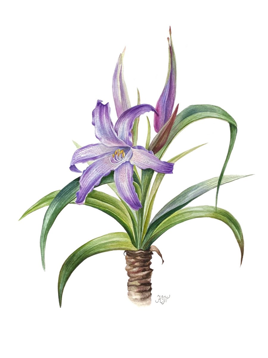 Worsleya procera - tropical flower botanical illustration by Ksenia Tikhomirova