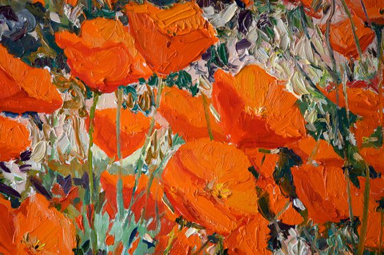 California Poppies