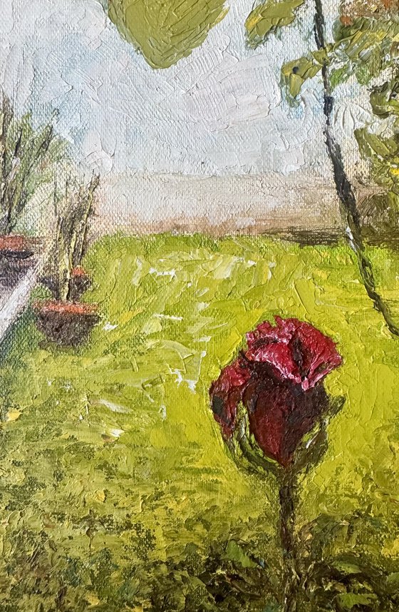 Flowers from my garden 5