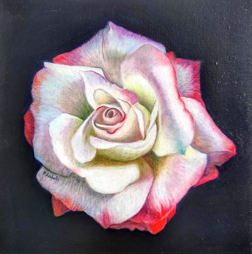 Rose by Francesca Licchelli