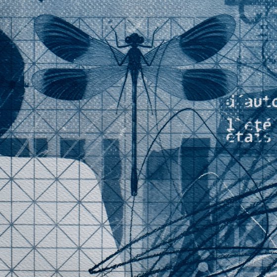 Cyanotype_33_42x60 cm_Dragonfly