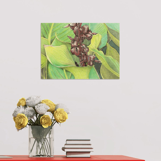 CANNA PLANT