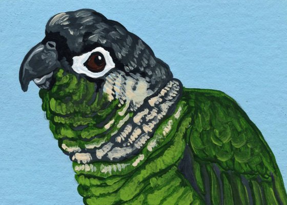 ACEO ATC Original Miniature Painting Green Cheek Conure  Parrot Pet Bird Art-Carla Smale