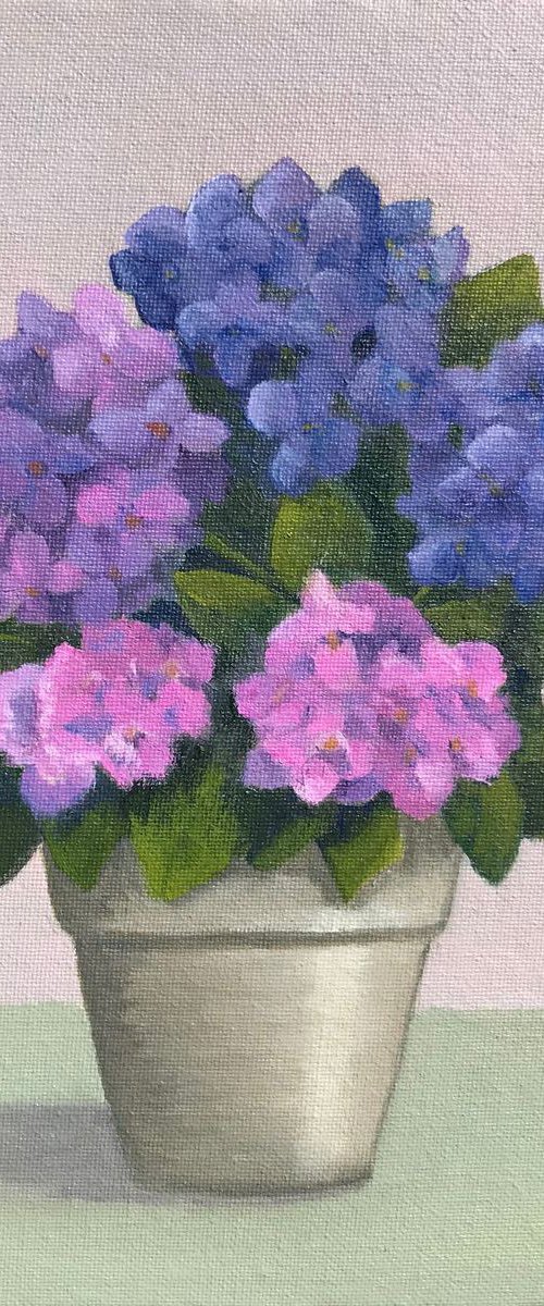 Potted hydrangea by JANE  DENTON