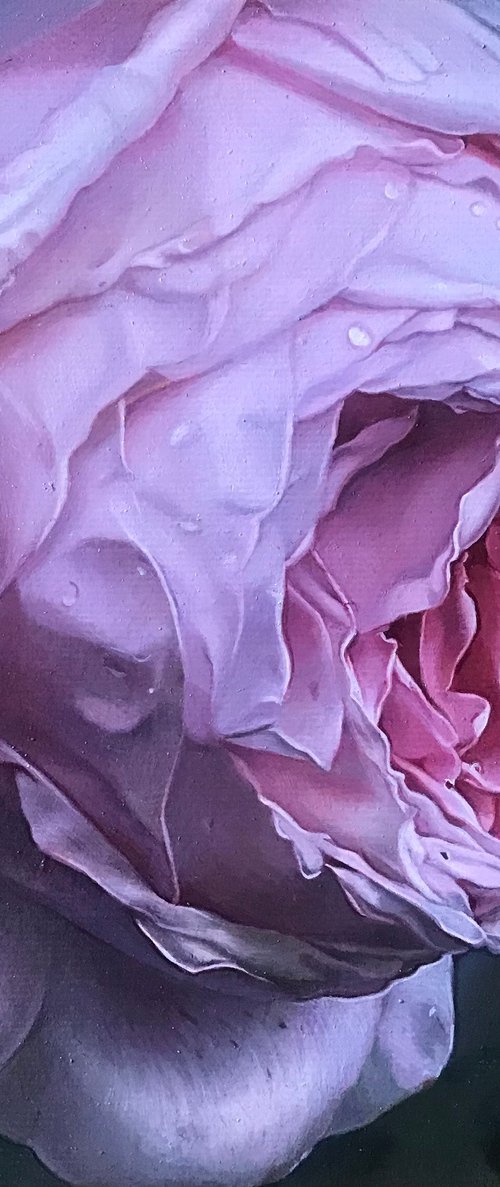 rose with drops by Darya Klunnikova