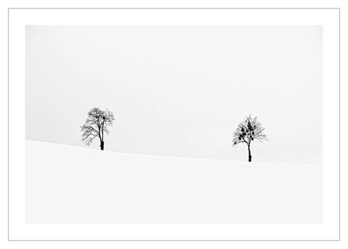 Two Trees by Beata Podwysocka