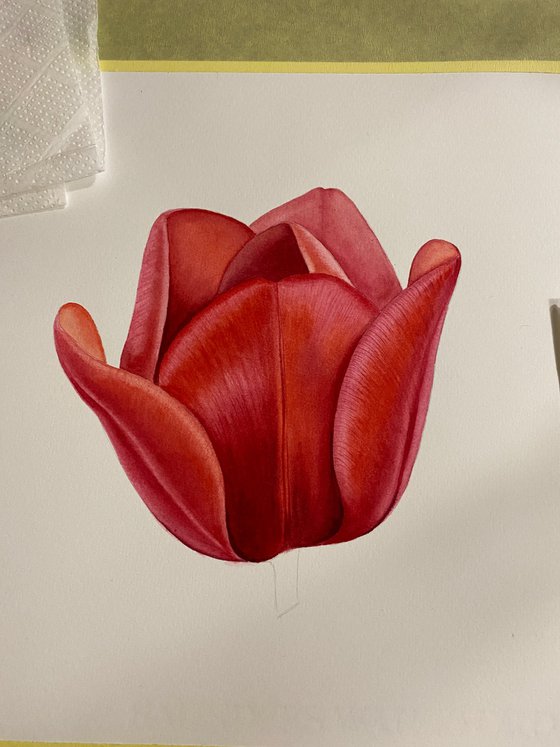 Watercolor red tulip