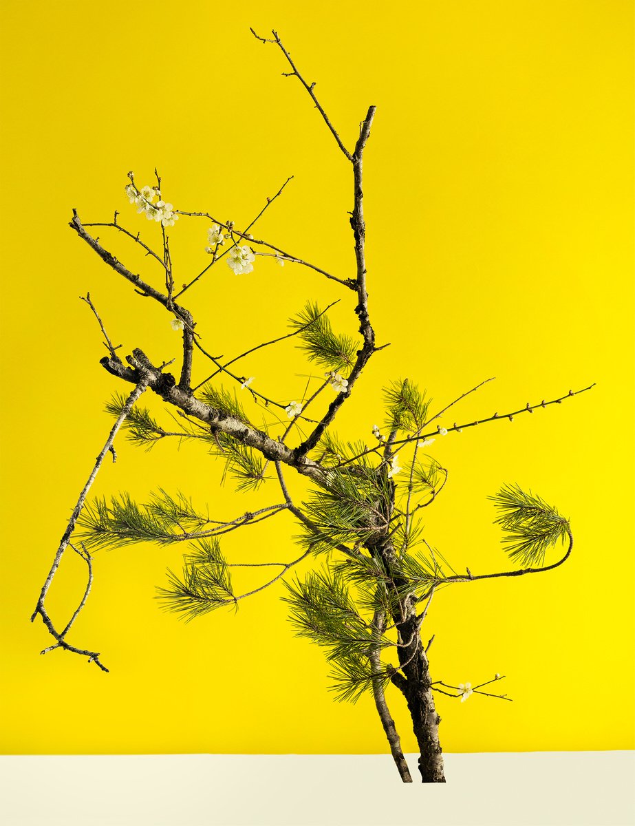 PALETTE#002-Plum, Pine trees- by Keiichiro Muramatsu