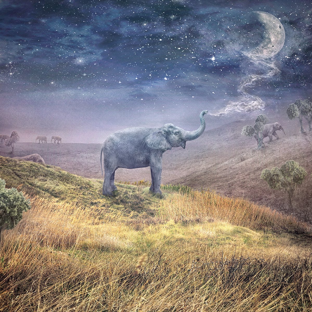 Surrealistic Animal Photograph By Nikolina Petolas, 31 X 31", Home, Original Artwork