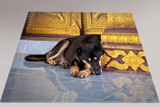 Temple Dogs of Laos No.5