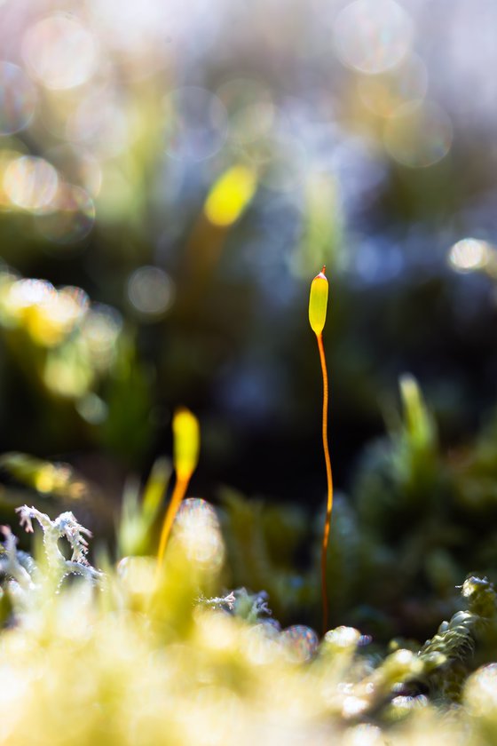 Mossy Awe - with passepartout