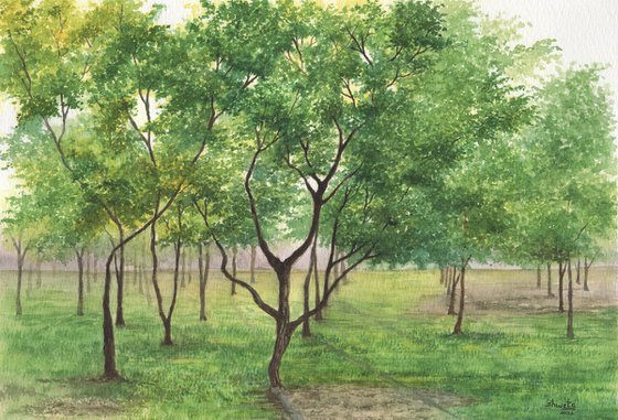 Mahogany tree grove