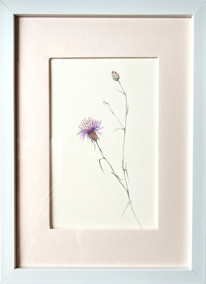 Illustrative Watercolour , Spotted Knapweed By Tetiana Kovalova, 7 X 9, Artwork For Sale On Artfinder
