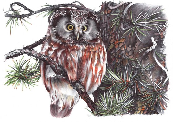 Boreal Owl (Realistic Ballpoint Pen Bird Portrait)