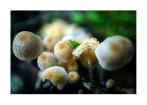 Mushroom Fantasy 06 by Richard Vloemans