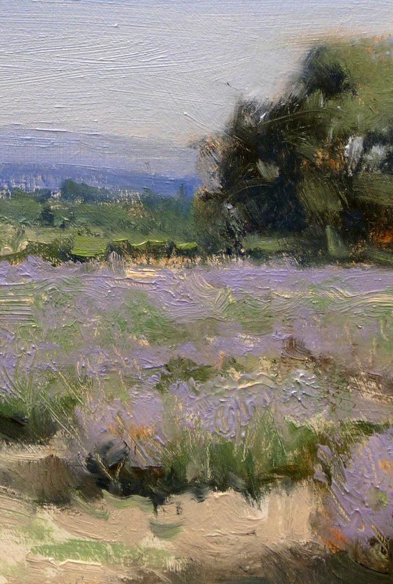 Lavender Field in Drôme Provençale
