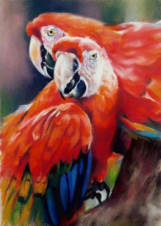Red macaws