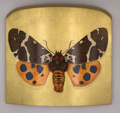 great tiger moth by Gabriella Tundo