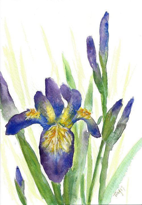Blue Irises by Jing Tian