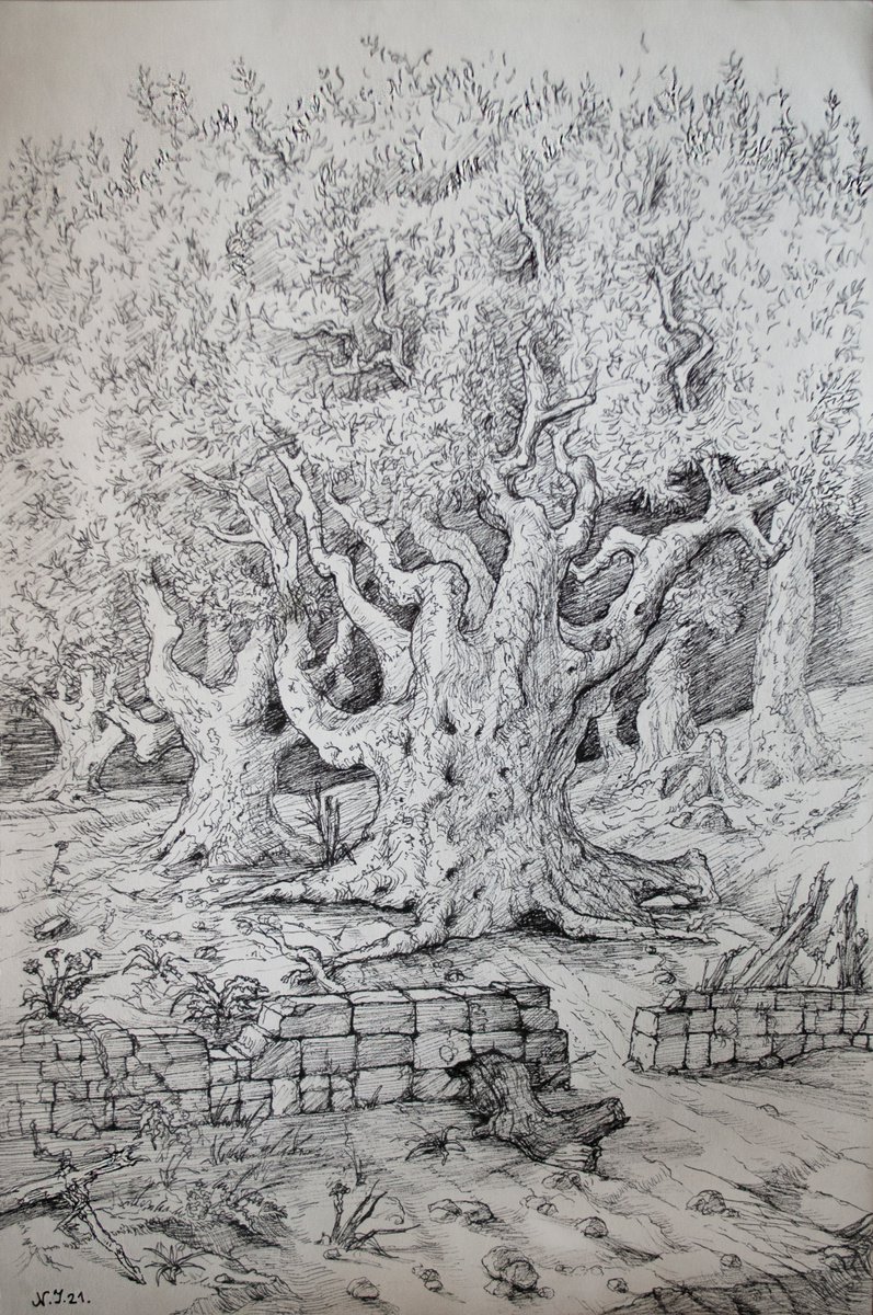 Illustrative Ink Drawing , Olive Grove Vi By Nikola Ivanovic, 8 X 11, Artwork For Sale On Artfinder