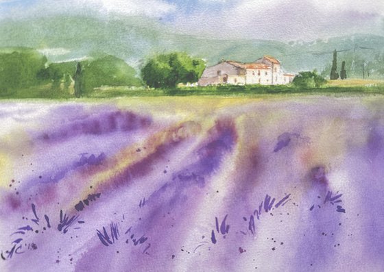 Fields of Provence 3