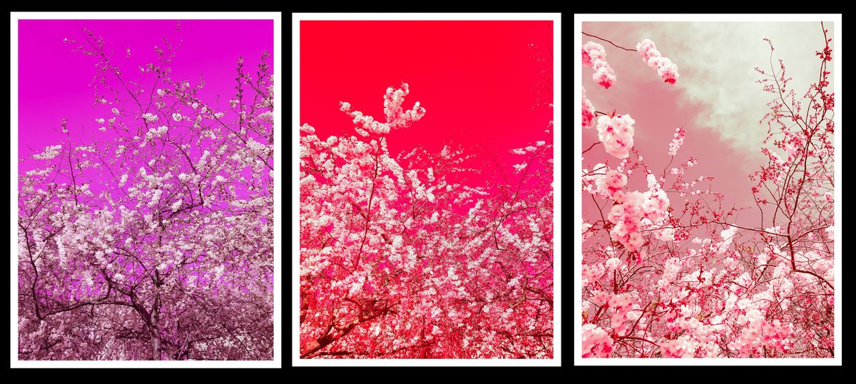 Impressionistic Photograph , The Colors Of Spring By Viet Ha Tran, 53 X 24, Artwork For Sale On Artfinder