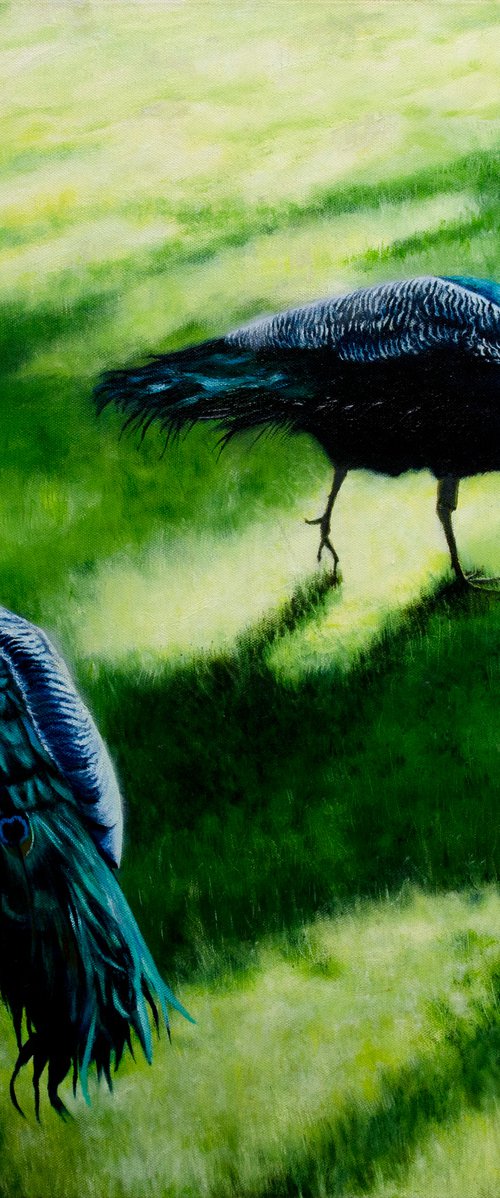 Two Peacocks at Harcourt Arboretum by Andrew McNeile Jones