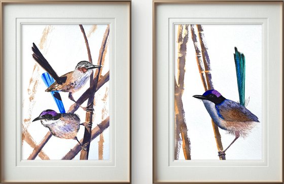 Purple-crowed Fairy-wrens