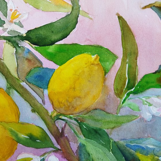 Lemon tree branch