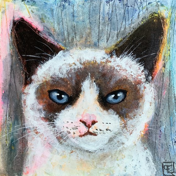 CHATON SIAMOIS