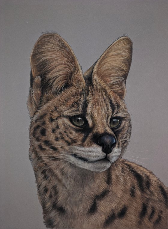 Serval cat