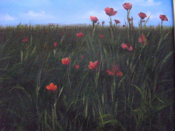 Poppies In The Field