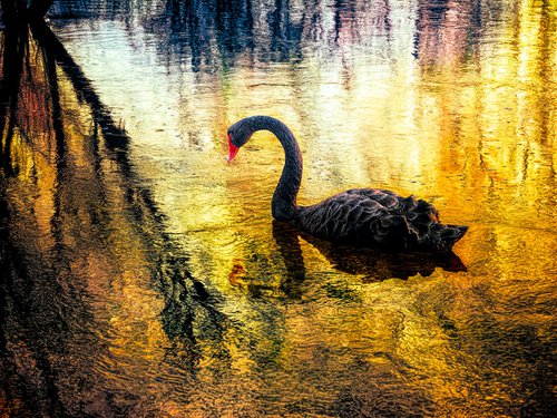 Black Swan by Nick Psomiadis