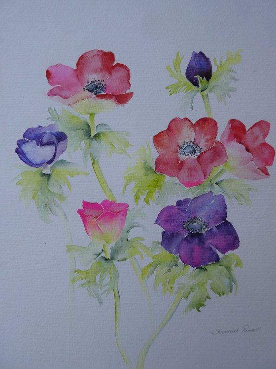 Anemone Promise -SOLD