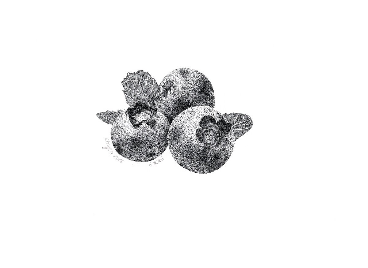Photorealistic Still Life Ink Drawing By Alona Hryn, 11 X 8, Three Blueberries, Original Artwork