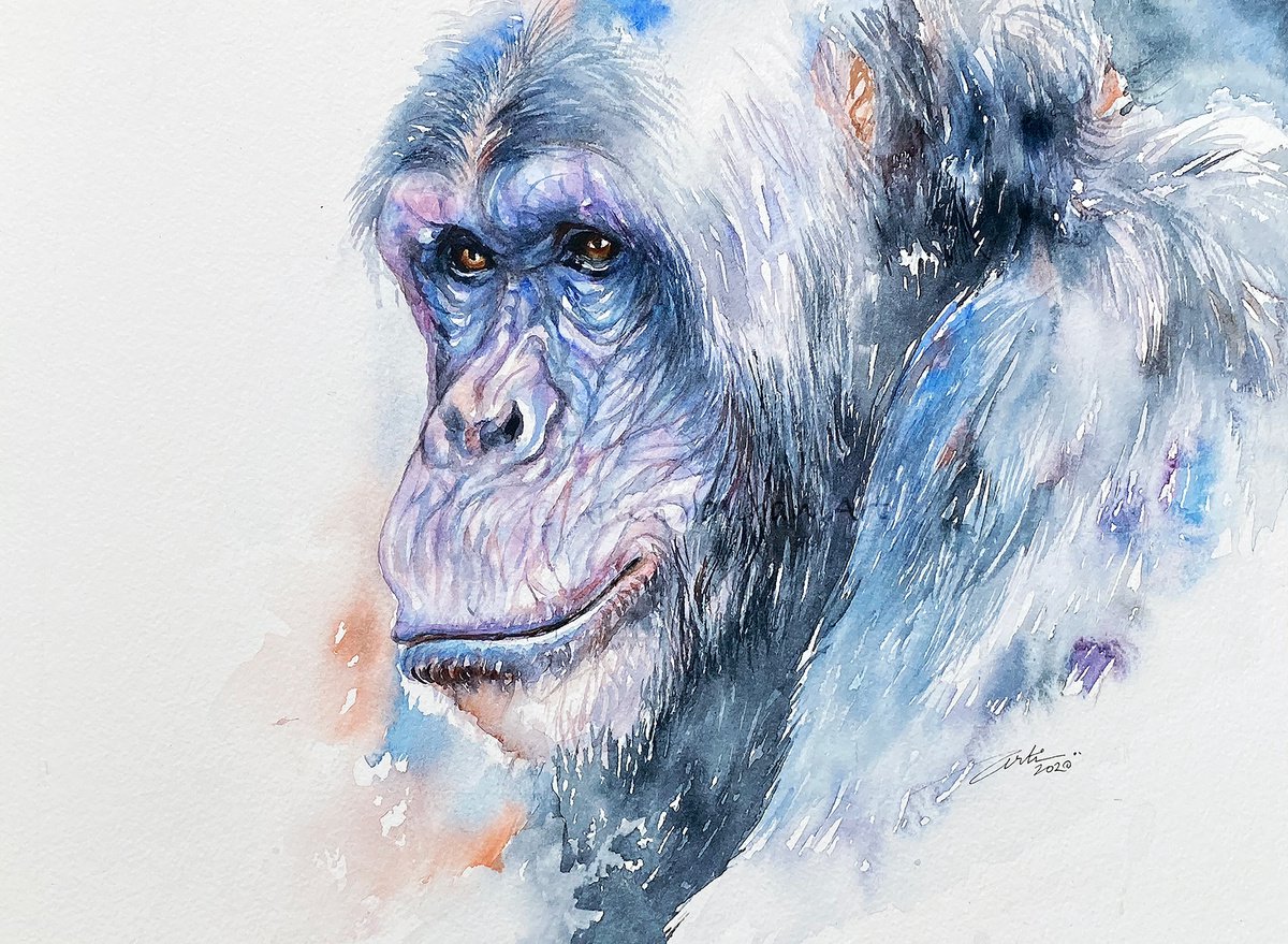 Impressionistic Animal Watercolour By Arti Chauhan, 14 X 10, Wise One_Chimp, Original Artwork