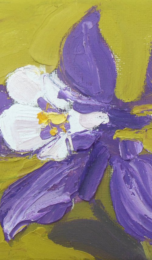 Aquilegia - Spring Magic by Ben McLeod