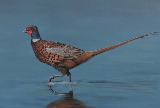 Pheasant Striding Through the Shallows