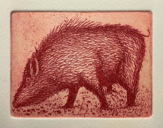 Boar in Clover