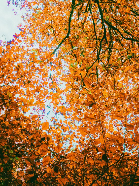Autumn Leaves - A4