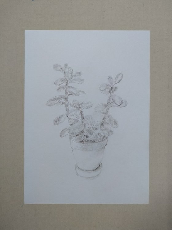 Money Tree #1. Original pencil drawing. 2020