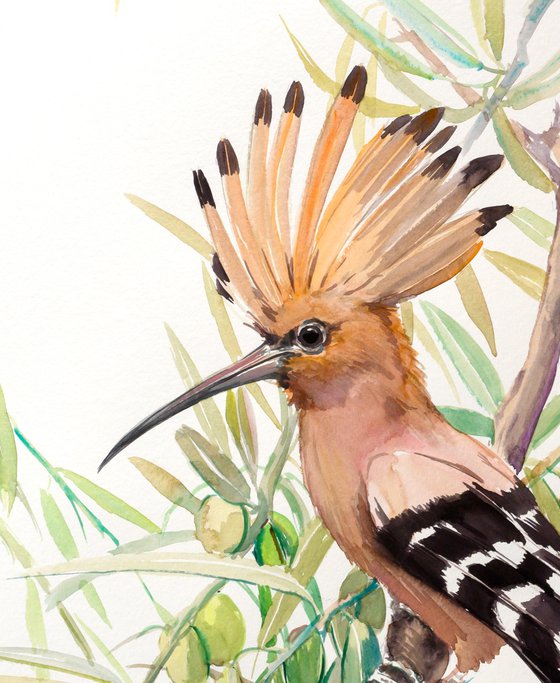 Hoopoe and Olive Tree